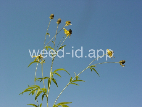 coneflower, cutleaf